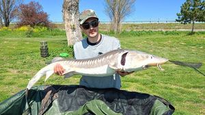 Danube Sturgeon