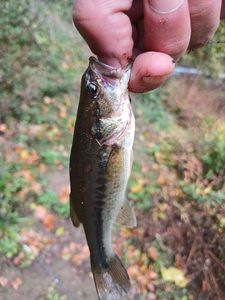 Largemouth Bass