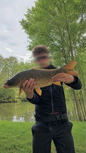 Common Carp