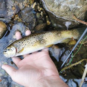 Brown Trout