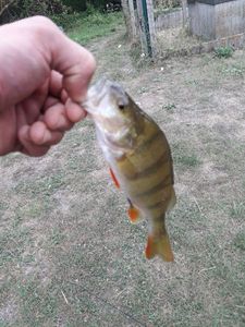 European Perch