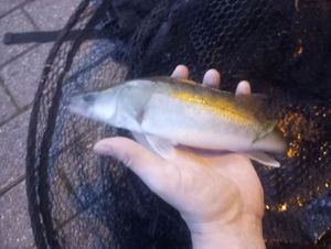 Zander