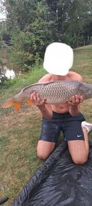 Common Carp