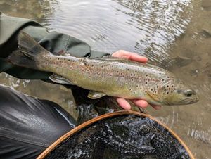 Brown Trout