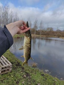 Northern Pike