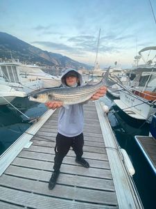 Thicklip Grey Mullet