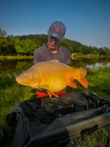 Mirror Carp