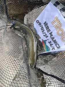 Rainbow Trout