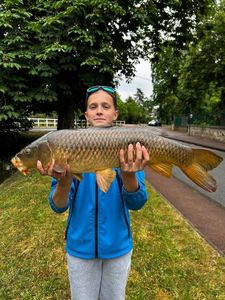Common Carp