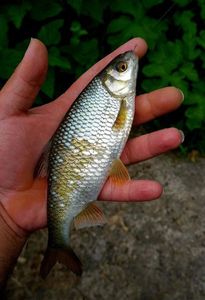 Roach