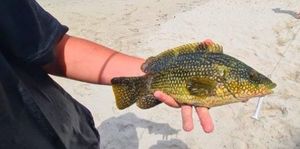 Ballan Wrasse
