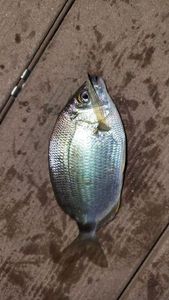 Common Two-Banded Seabream