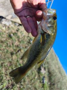 Largemouth Bass