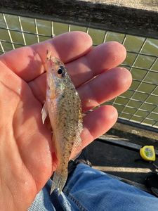 Ruffe