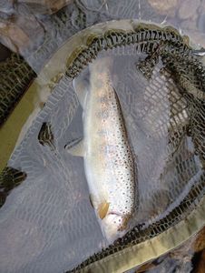 Brown Trout