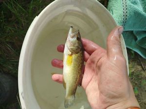 Largemouth Bass