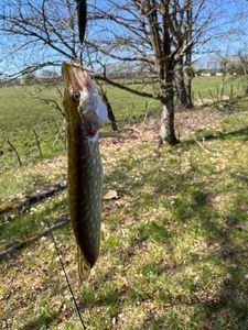 Northern Pike