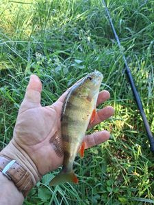 European Perch