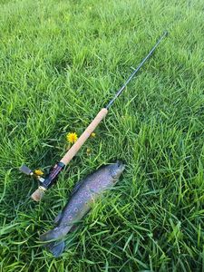 Brown Trout
