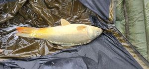 Mirror Carp