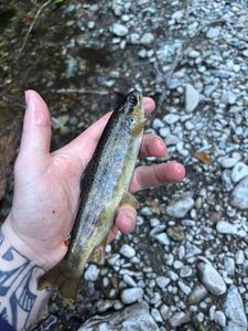 Brown Trout