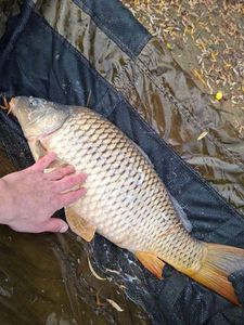 Common Carp