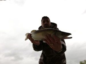 Zander