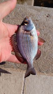 Black Seabream