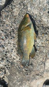 Ballan Wrasse