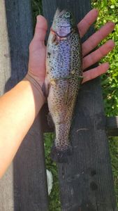 Rainbow Trout