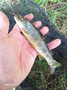 Brown Trout