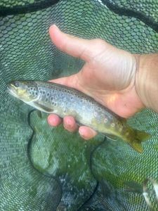 Brown Trout