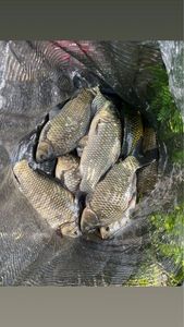 Crucian Carp