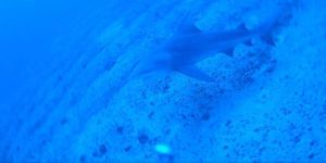 Bull Shark
