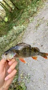 European Perch