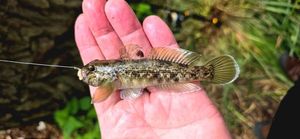 Round Goby
