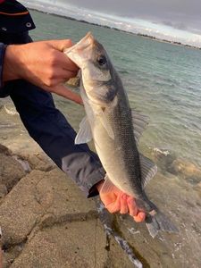 European Bass (Seabass)