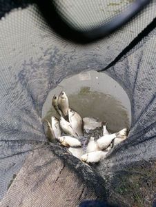 Roach