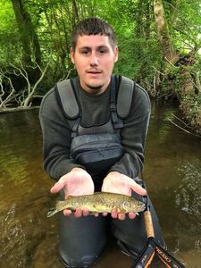 Brown Trout