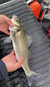 European Bass (Seabass)