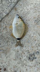 Goldlinen Seabream