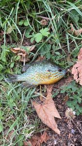 Green Sunfish