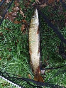 Northern Pike