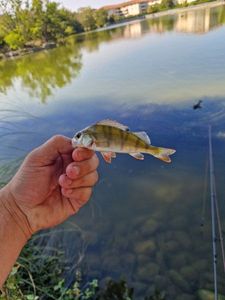 European Perch