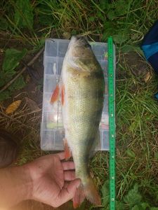 European Perch