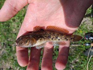 Round Goby