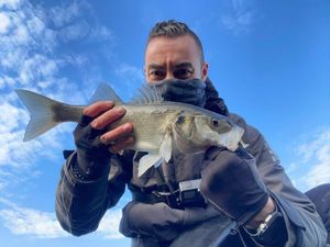 European Bass (Seabass)