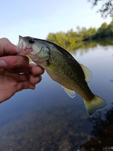 Largemouth Bass