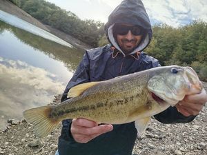 Largemouth Bass