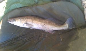 Zander